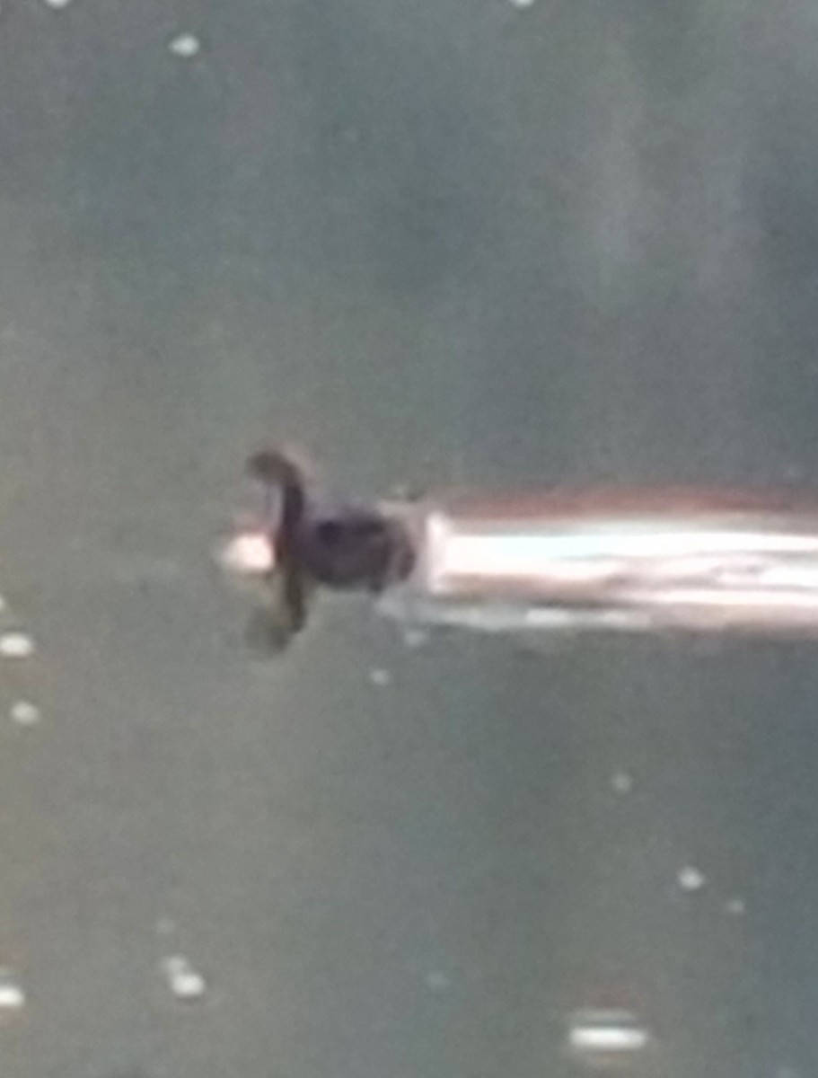 Canada Goose - ML644152630