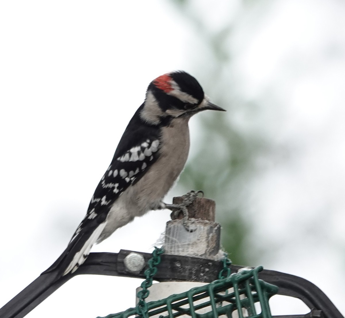 Downy Woodpecker - ML644152631