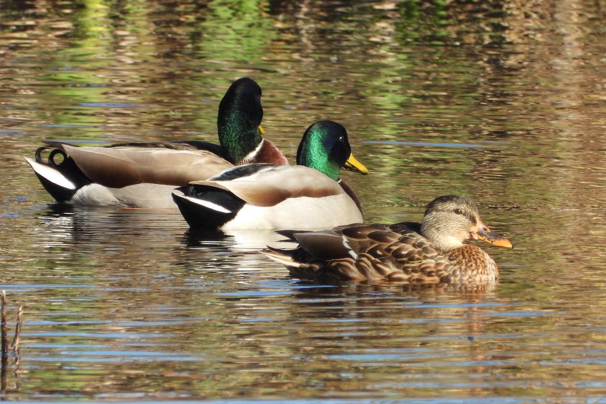 Mallard - ML644152632