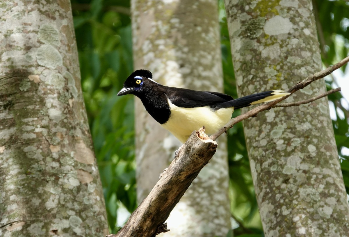Plush-crested Jay - ML644152641