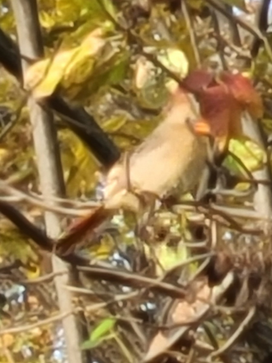 Northern Cardinal - ML644152646