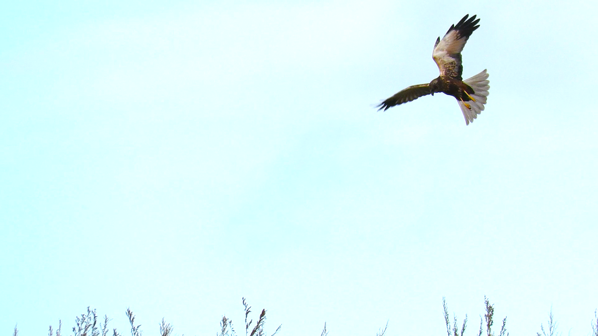 西方澤鵟 - ML644152653