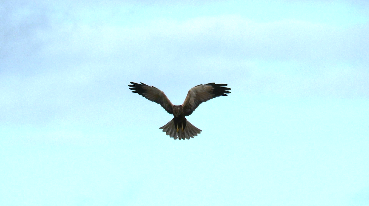 西方澤鵟 - ML644152654