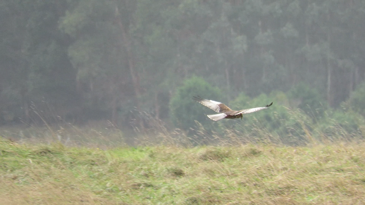 西方澤鵟 - ML644152655