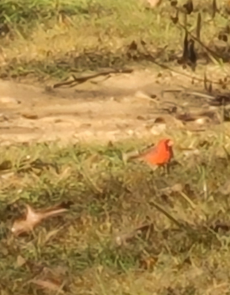 Northern Cardinal - ML644152657