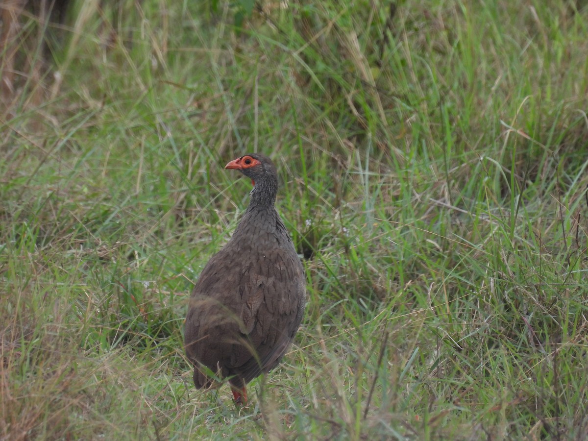 Red-necked Spurfowl - ML644152669