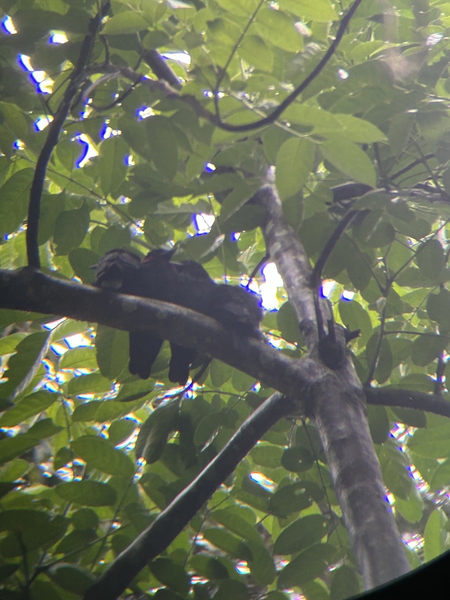 Purple-throated Fruitcrow - ML644152671
