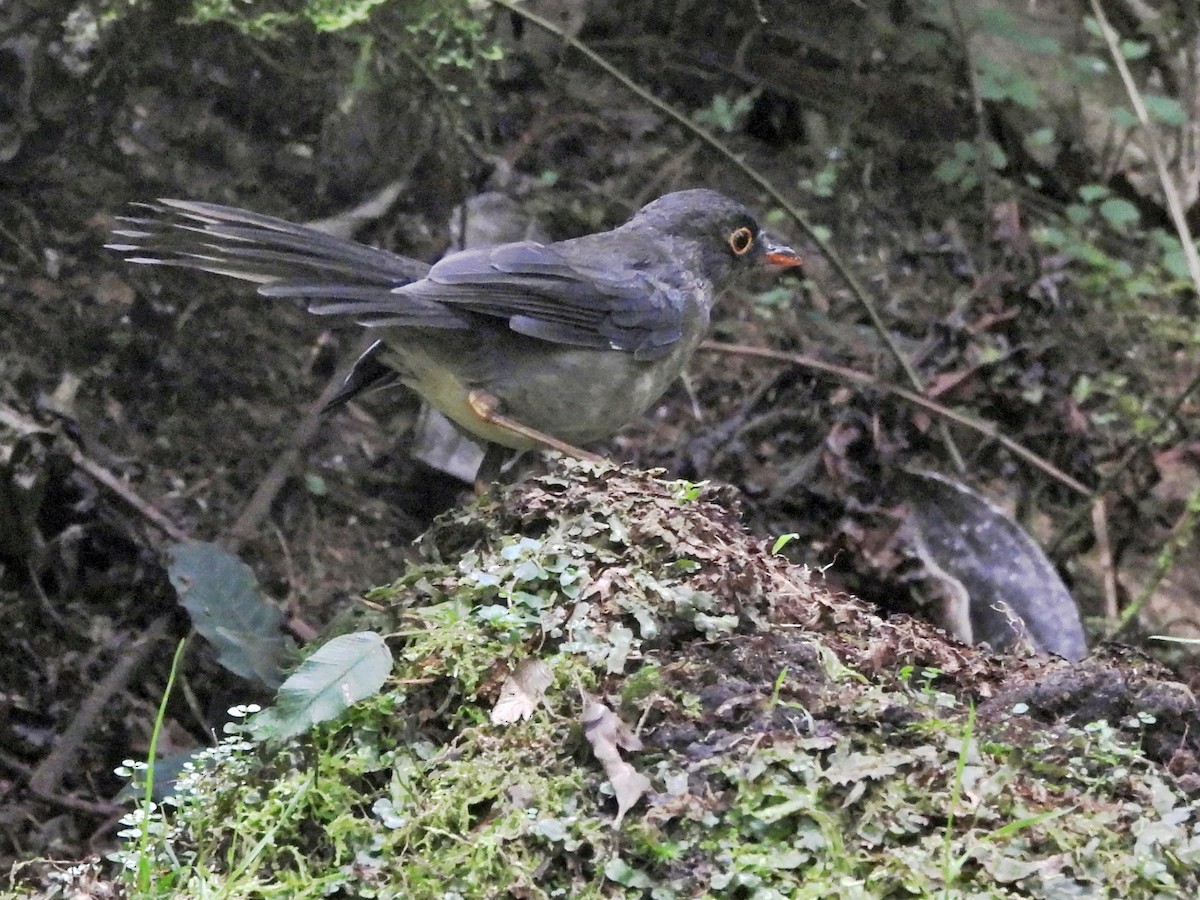 Slaty-backed Nightingale-Thrush - ML644152673
