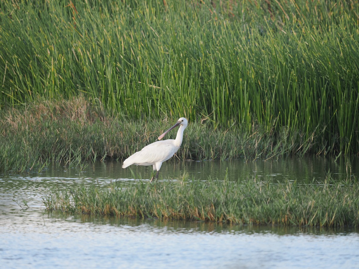 Eurasian Spoonbill - ML644152675