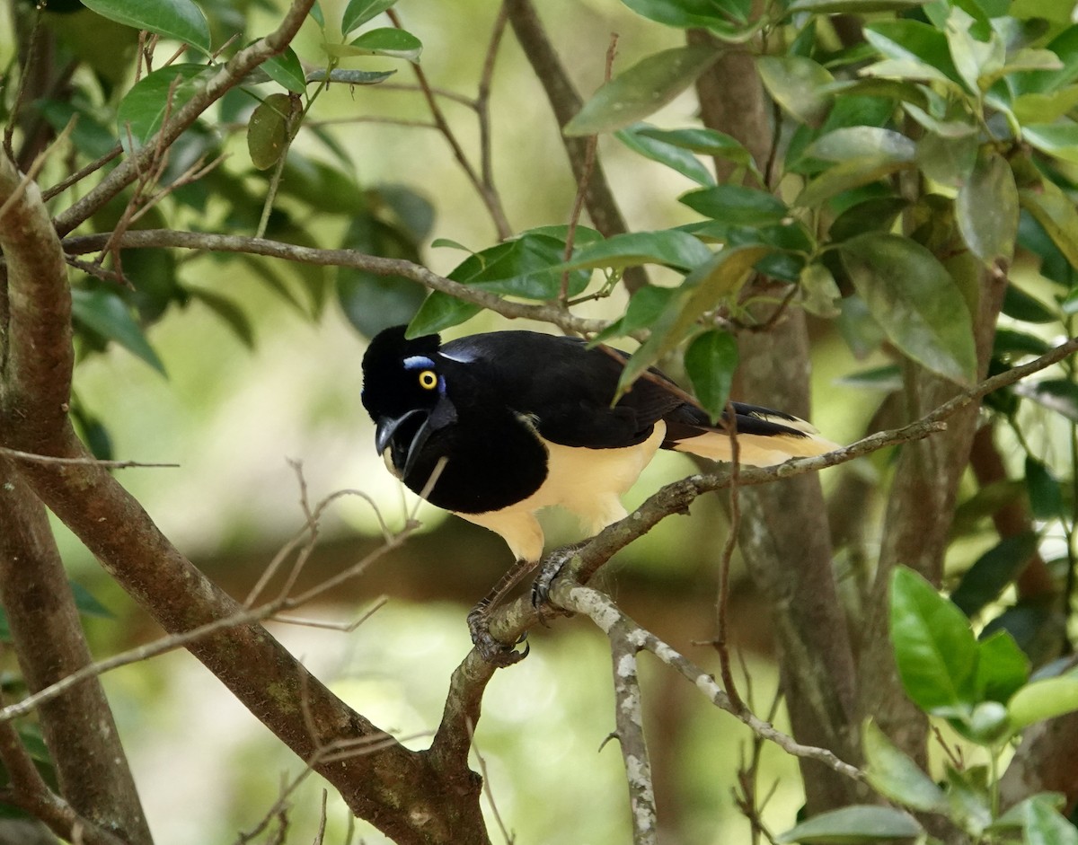 Plush-crested Jay - ML644152676