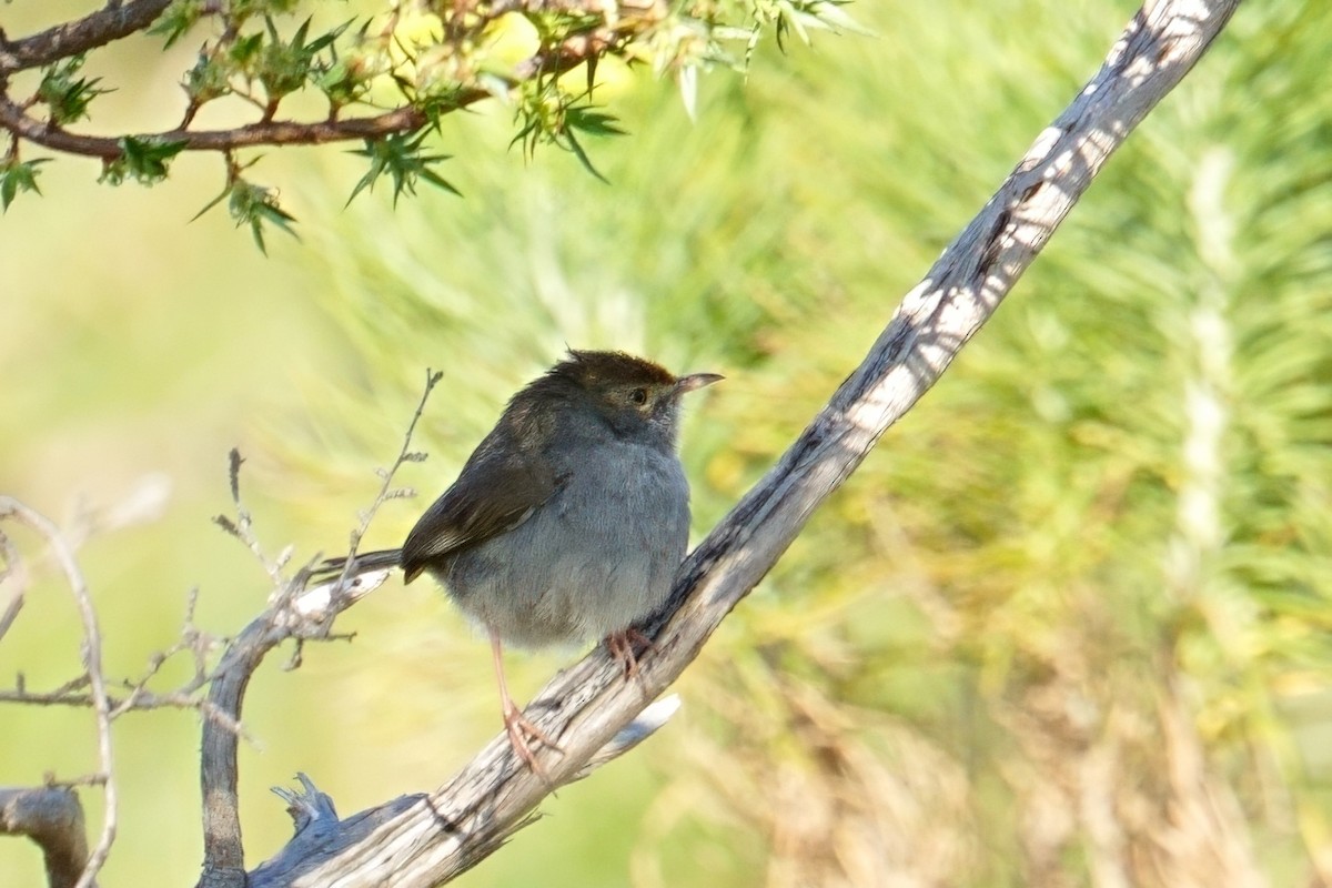 Cisticole à couronne rousse - ML644152687