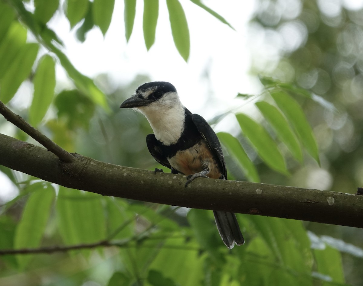 Buff-bellied Puffbird - ML644152705