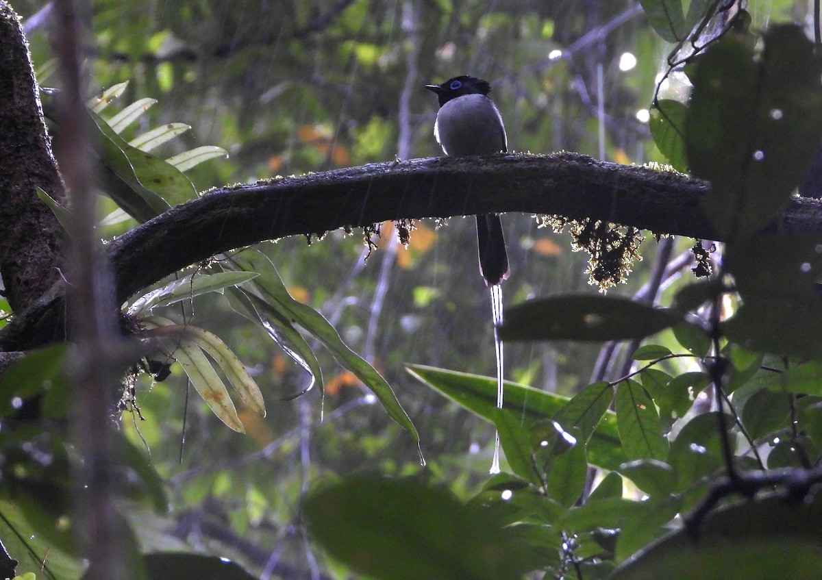 Tchitrec malgache - ML644152710