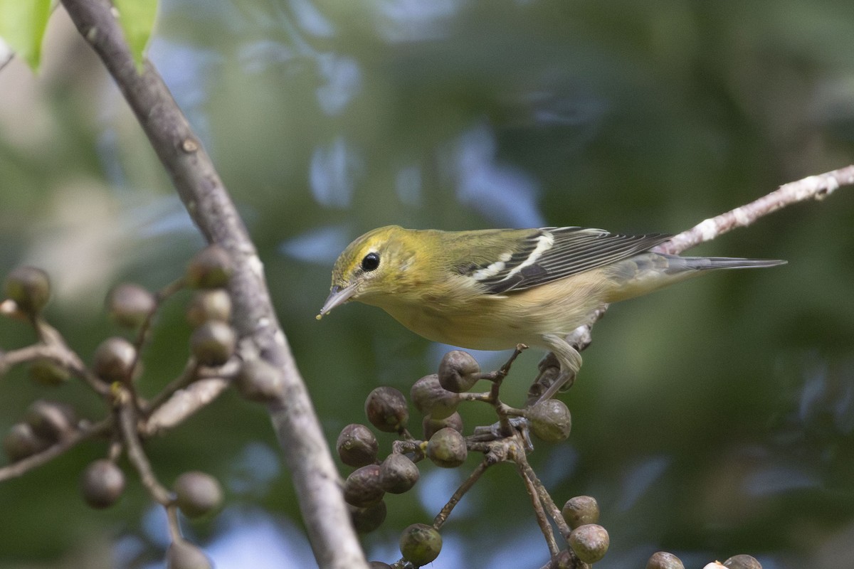 Bay-breasted Warbler - ML644152718