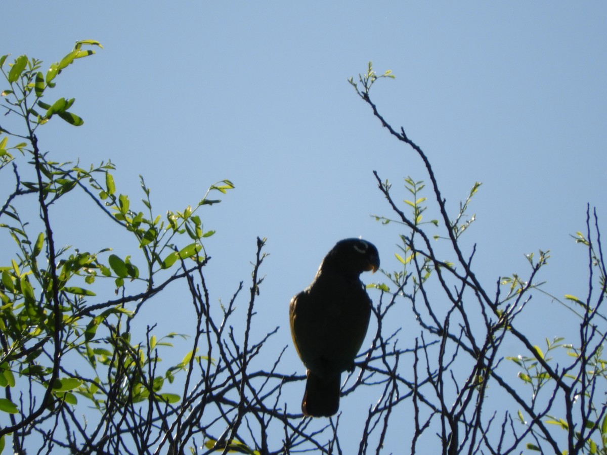 Loro Choclero - ML644152719