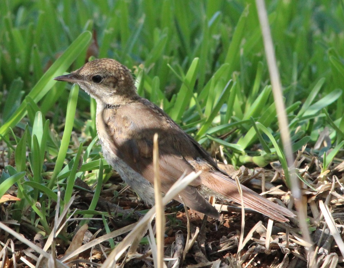 sørnattergal - ML644152734