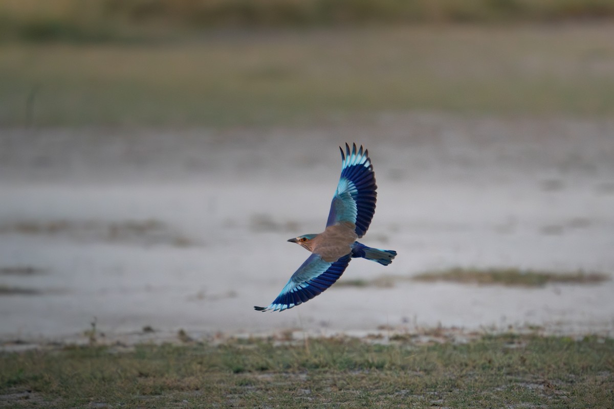 Indian Roller - ML644152735