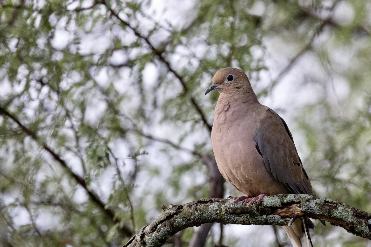 Mourning Dove - ML644152737