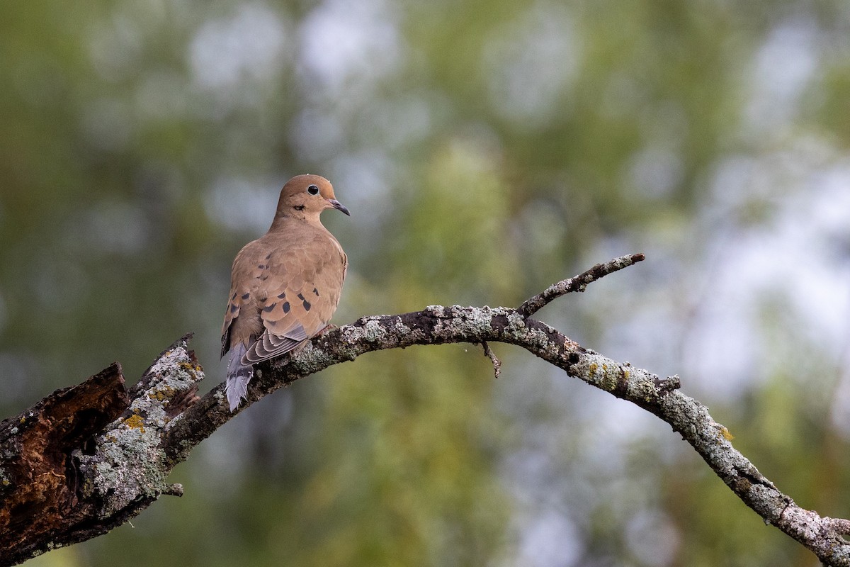 Mourning Dove - ML644152738
