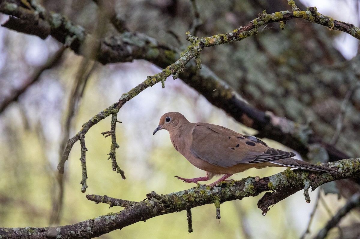 Mourning Dove - ML644152739