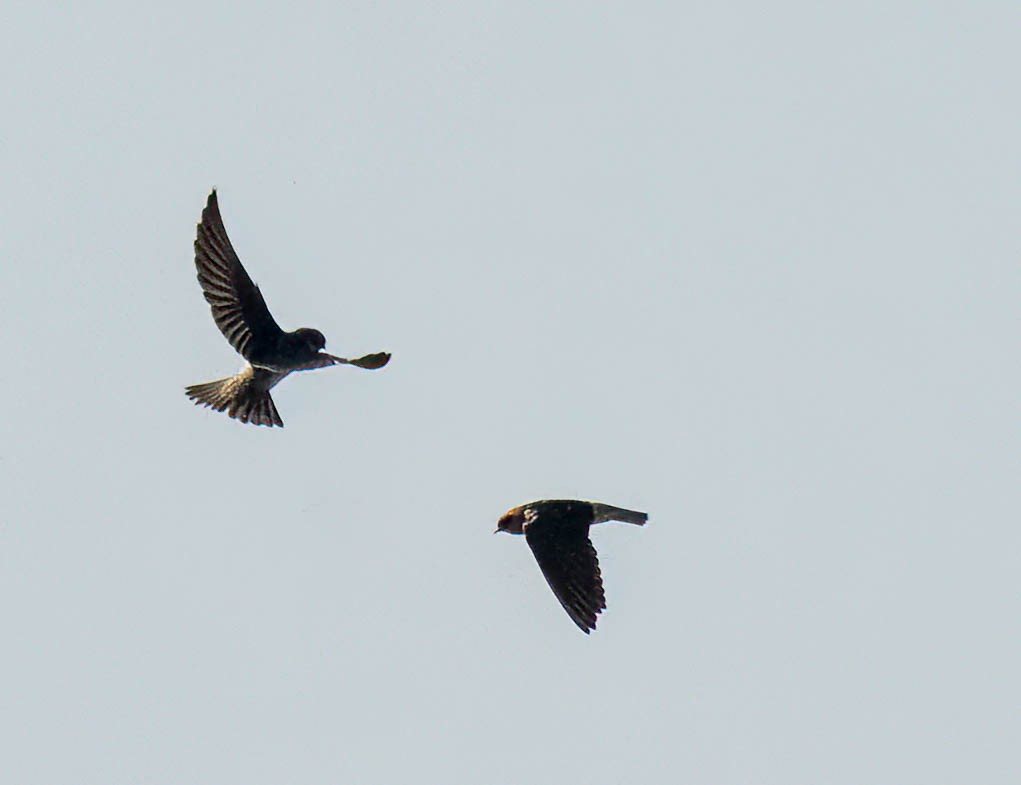 Streak-throated Swallow - ML644152745