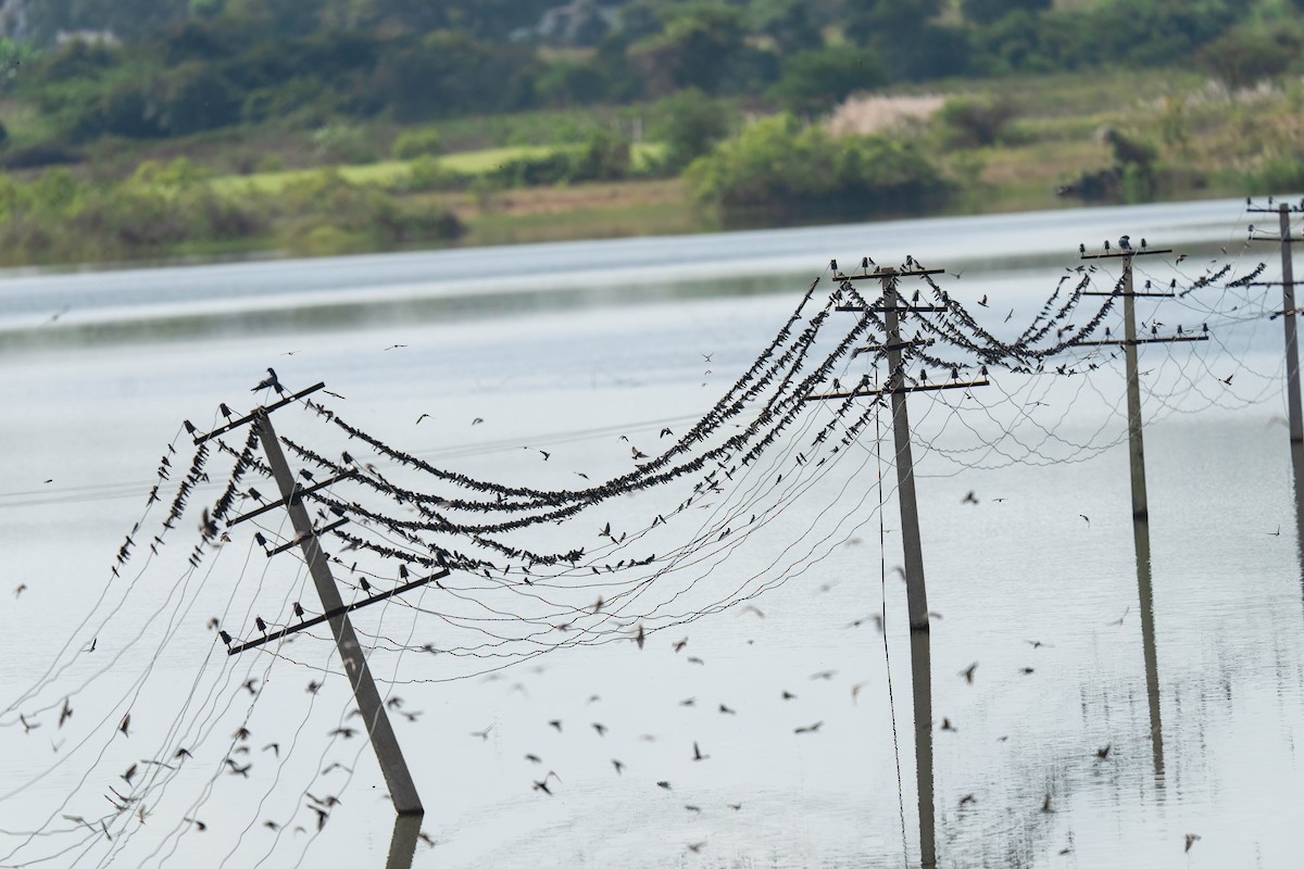 Streak-throated Swallow - ML644152746