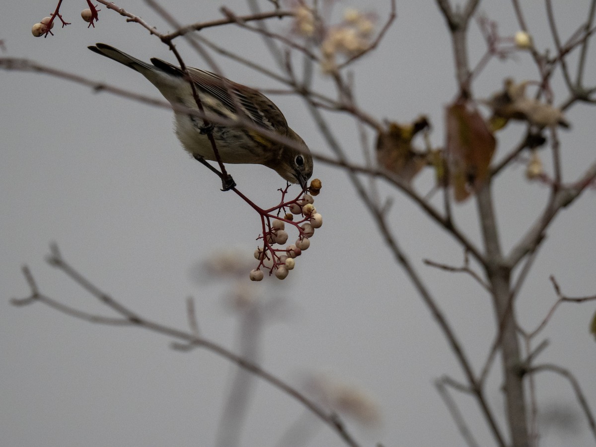 Yellow-rumped Warbler - ML644152747