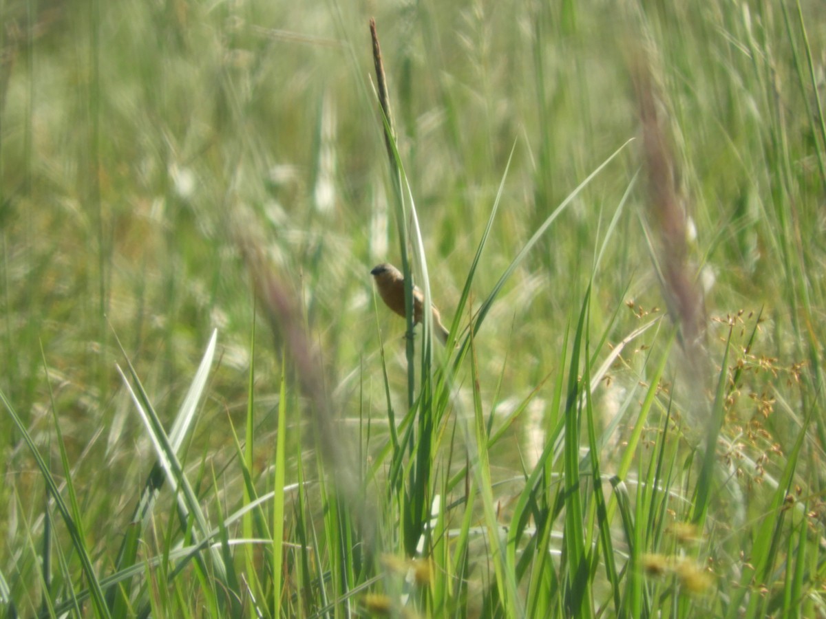 チャバラヒメウソ - ML644152753