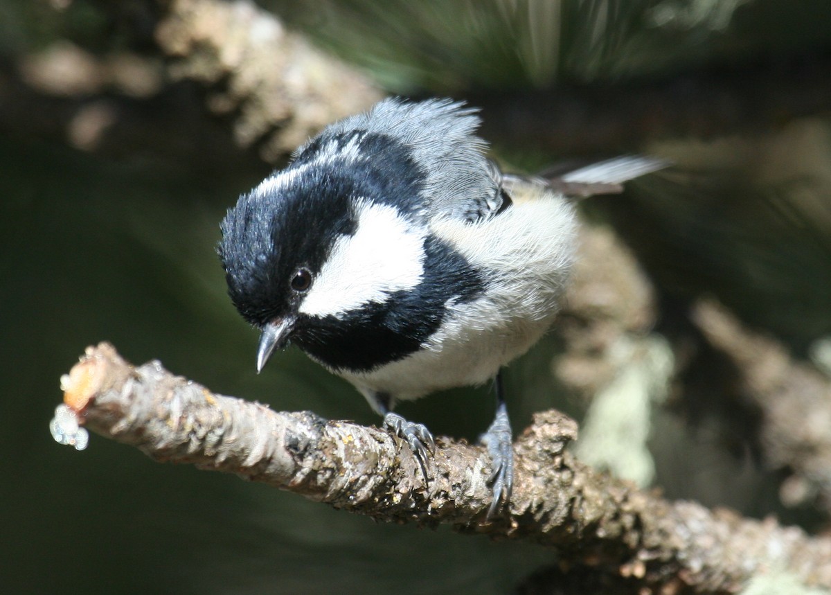 Coal Tit - ML644152764