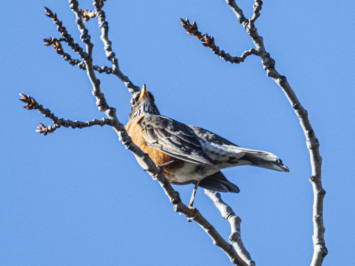 American Robin - ML644152767