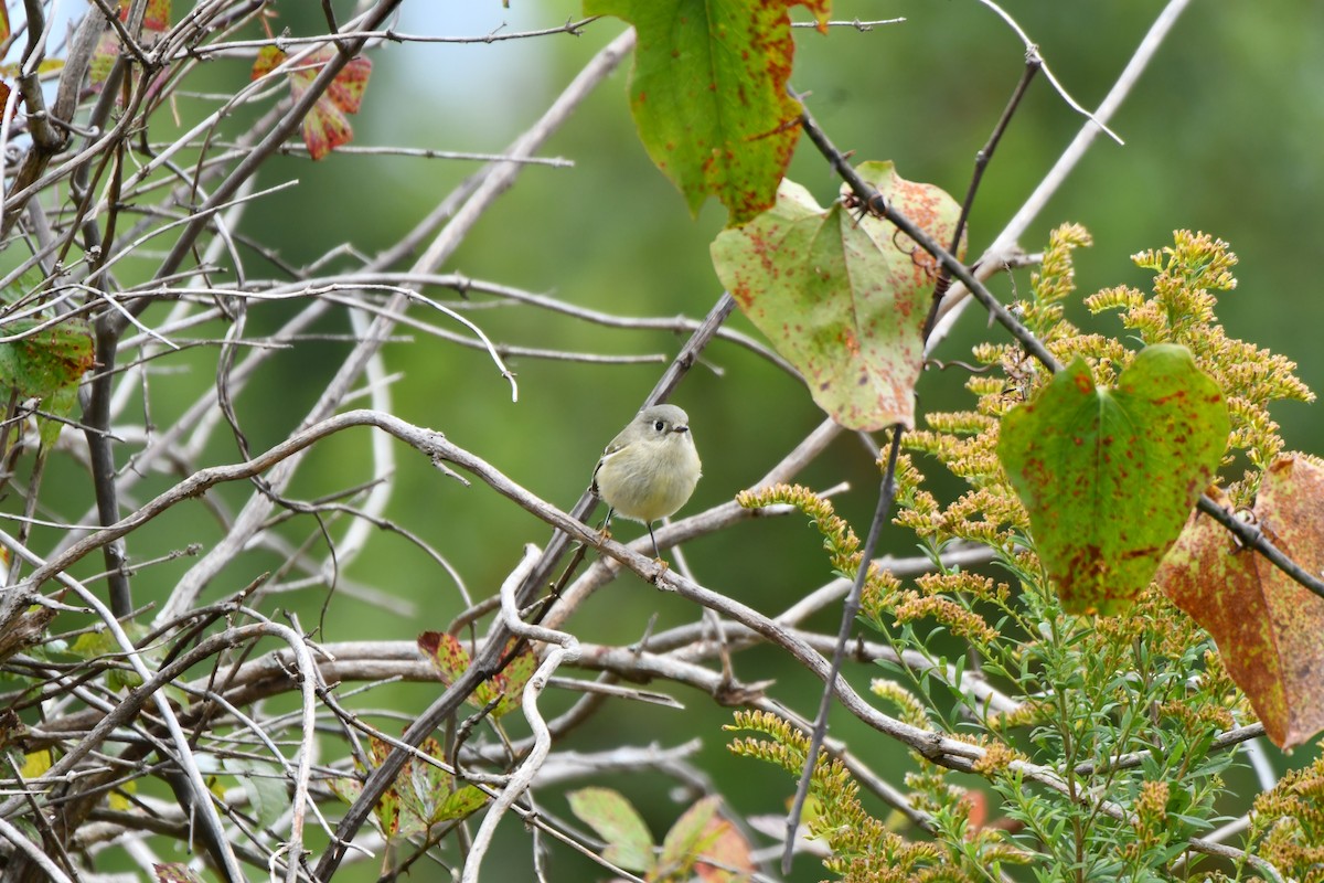 Ruby-crowned Kinglet - ML644152772