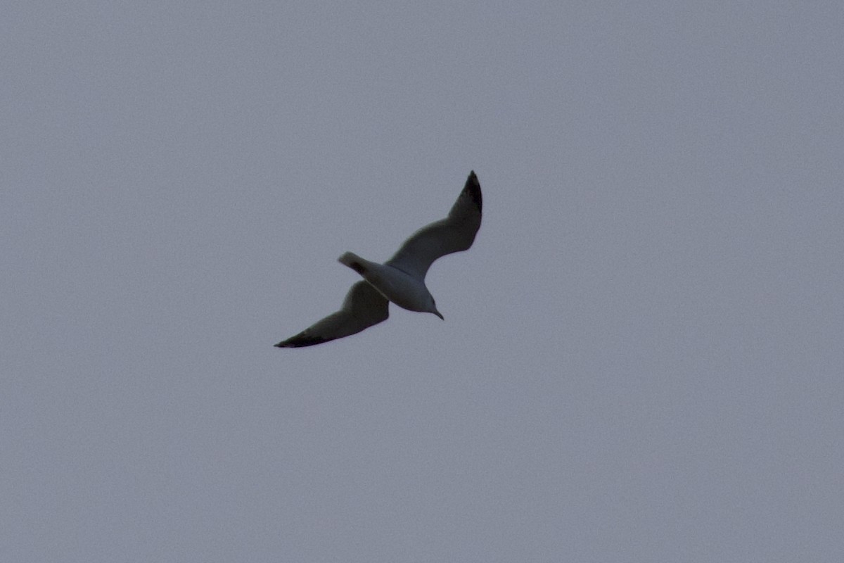 Ring-billed Gull - ML644152773