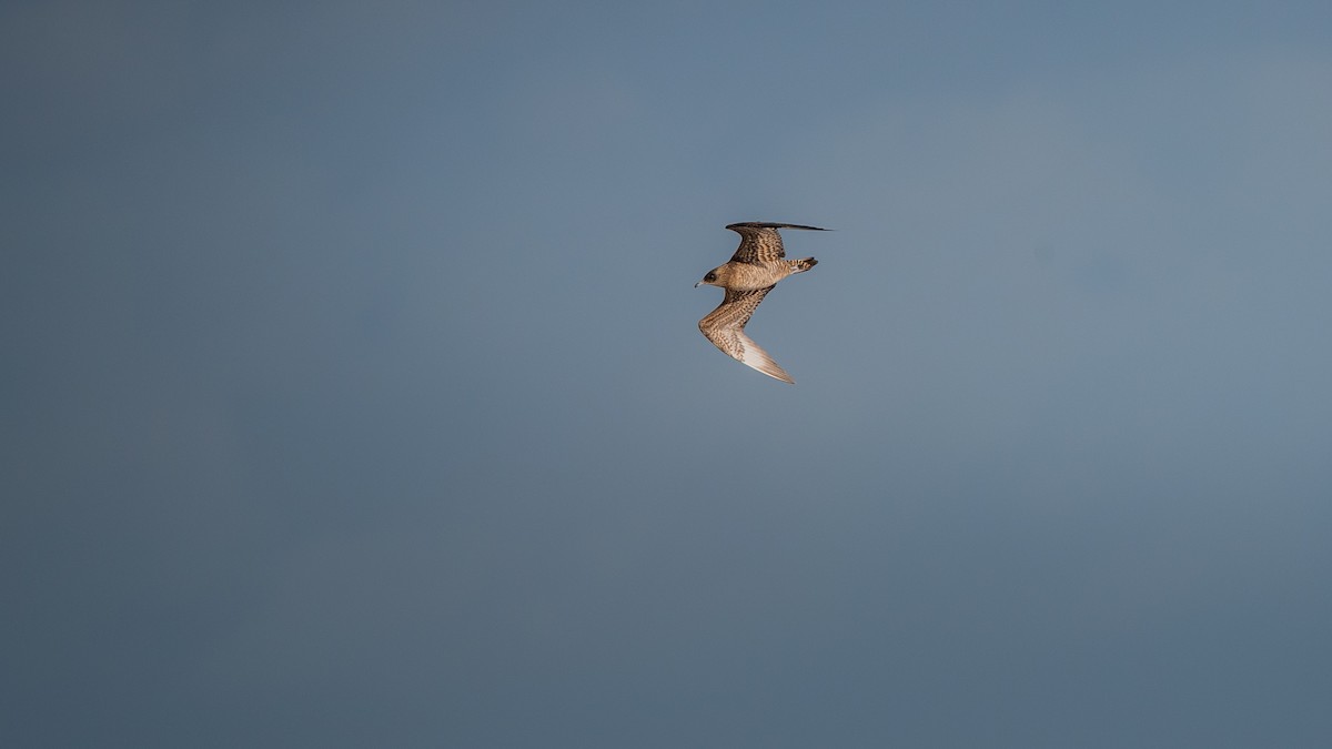 Parasitic Jaeger - ML644152778