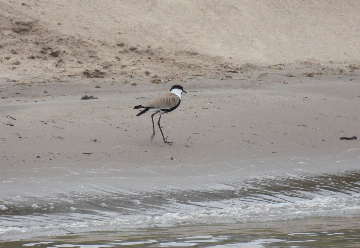 Vanneau à éperons - ML644152780