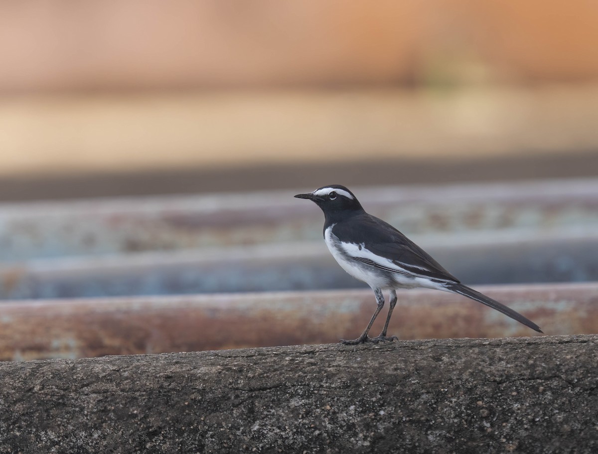 White-browed Wagtail - ML644152783