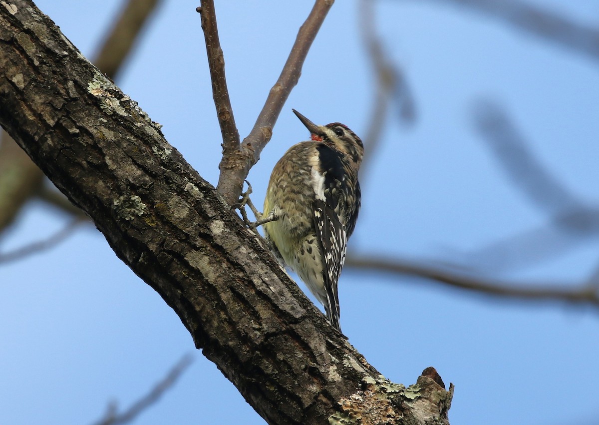 Yellow-bellied Sapsucker - ML644152810
