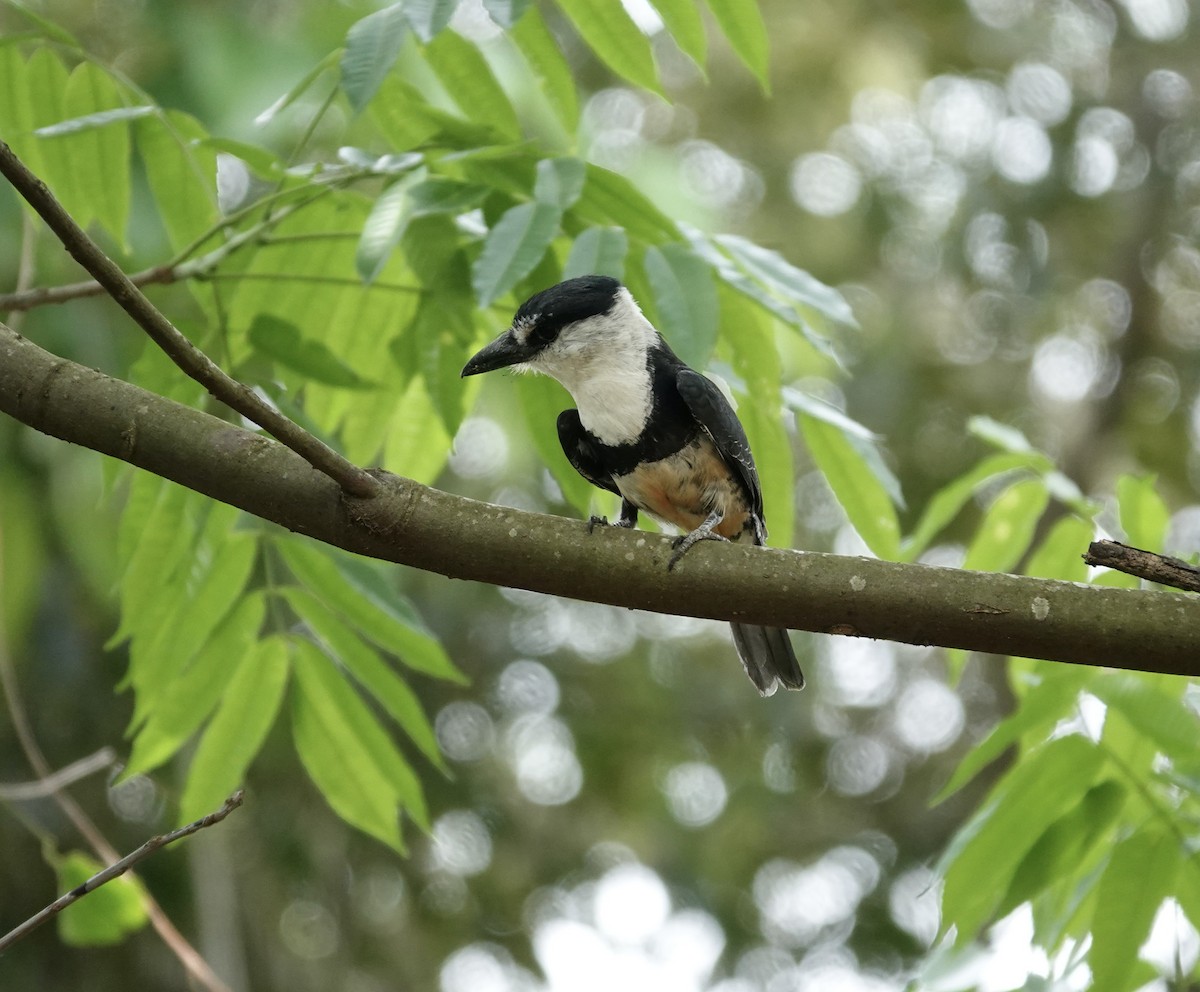 Buff-bellied Puffbird - ML644152816