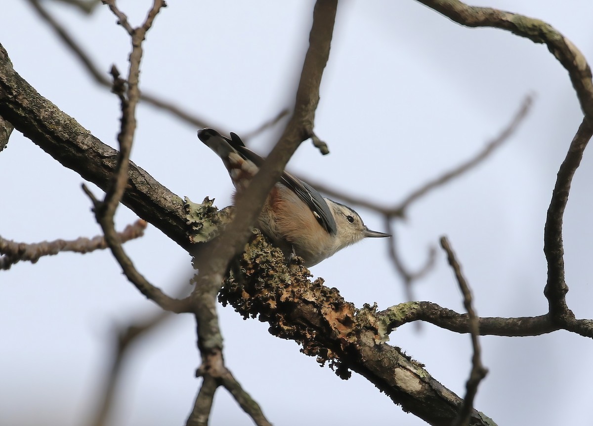 White-breasted Nuthatch - ML644152820