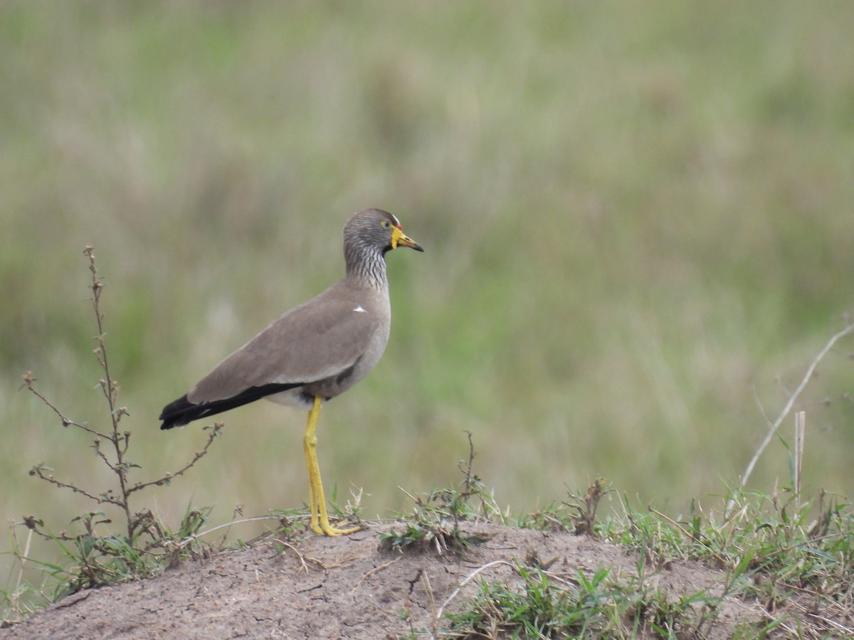 Wattled Lapwing - ML644152823