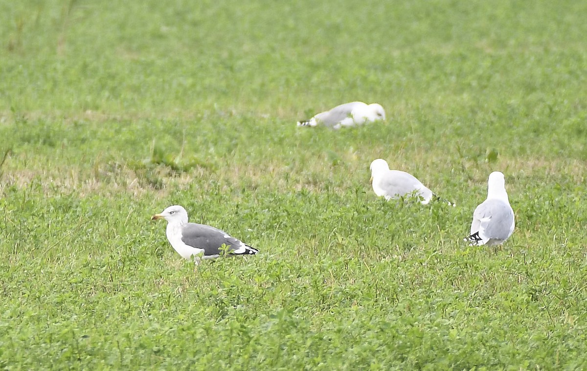 Lesser Black-backed Gull (graellsii) - ML644152827
