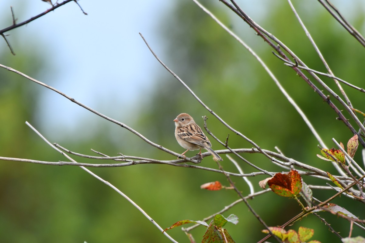 Field Sparrow - ML644152834