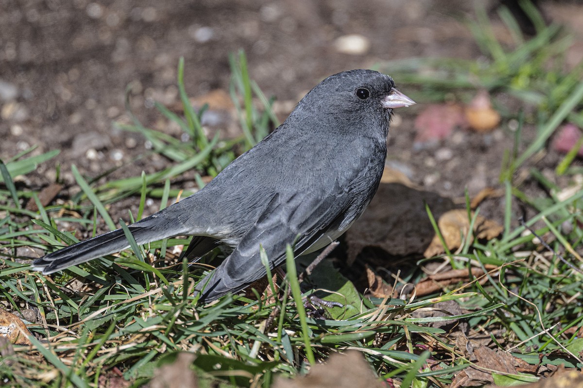 Dark-eyed Junco - ML644152840