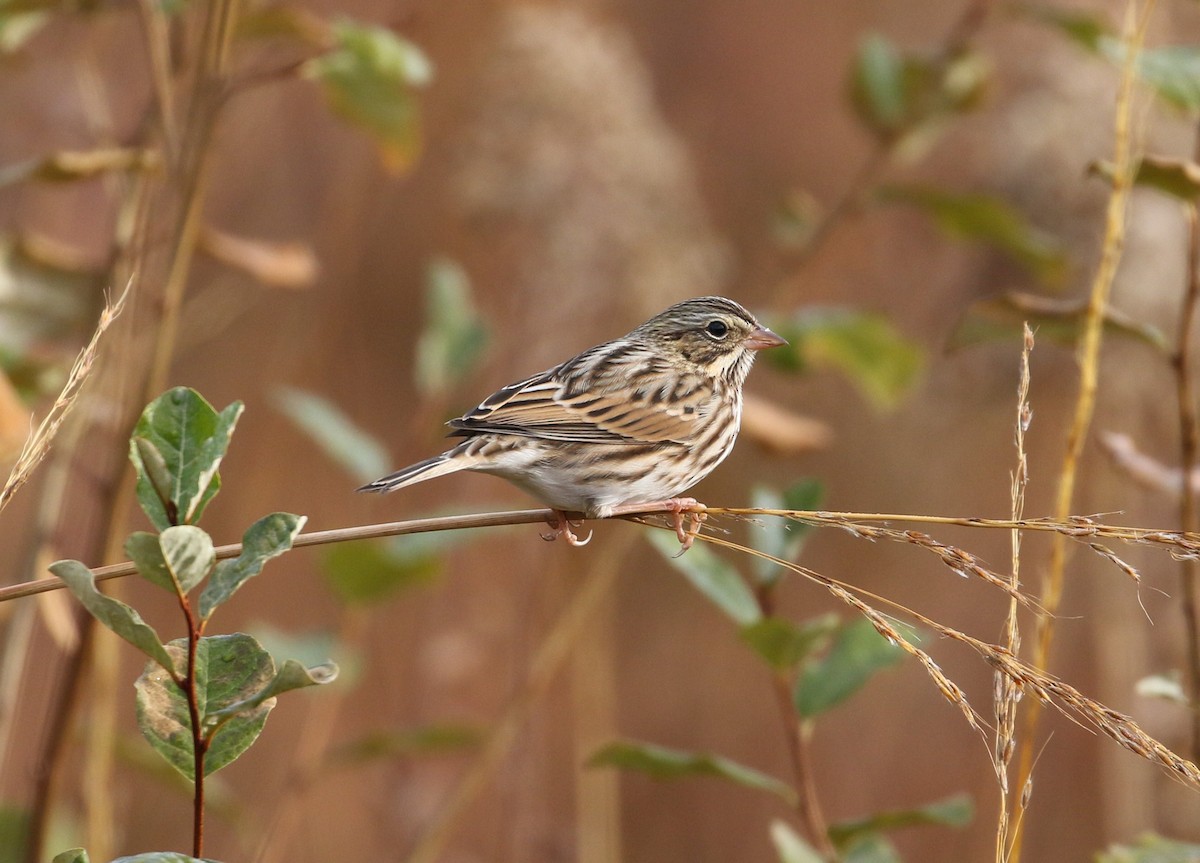 Song Sparrow - ML644152843