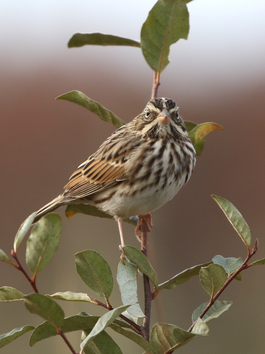 Savannah Sparrow - ML644152856
