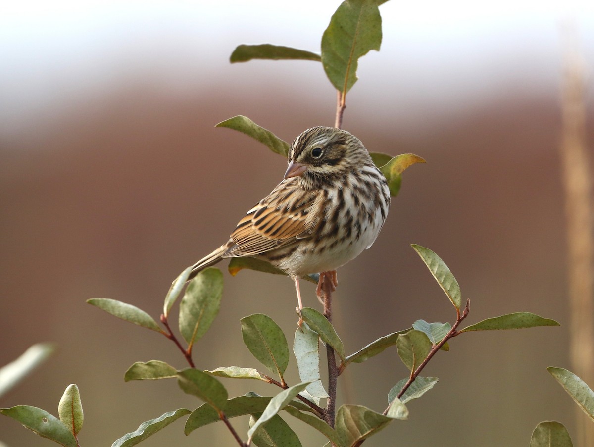 Savannah Sparrow - ML644152858