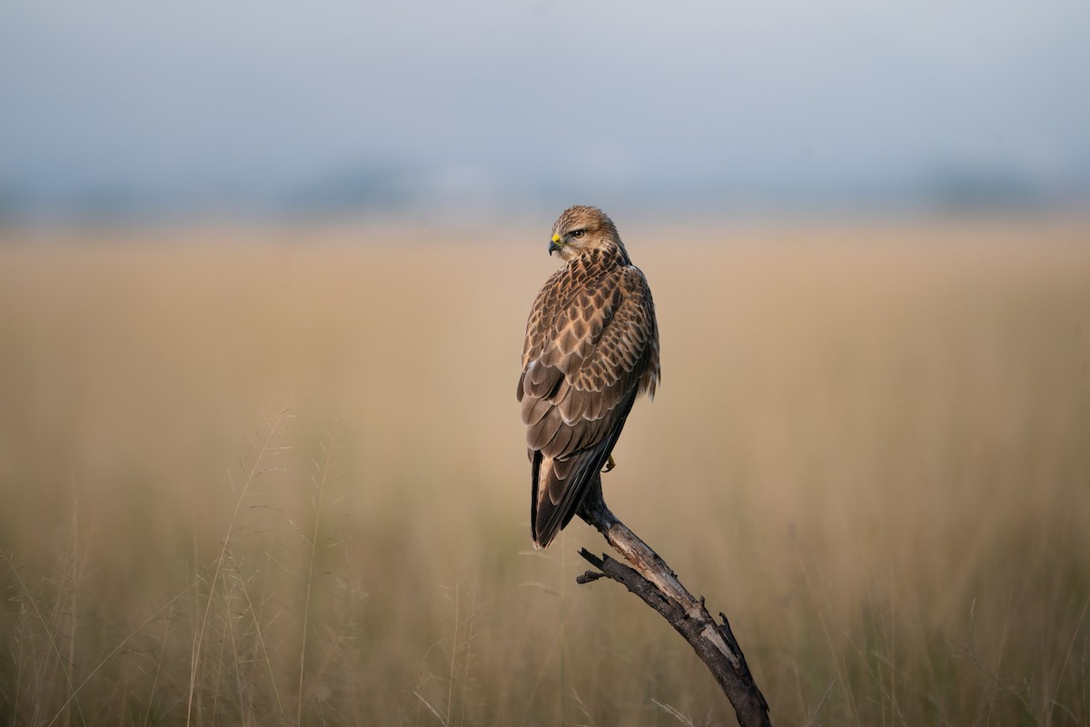 Buteo sp. - ML644152869