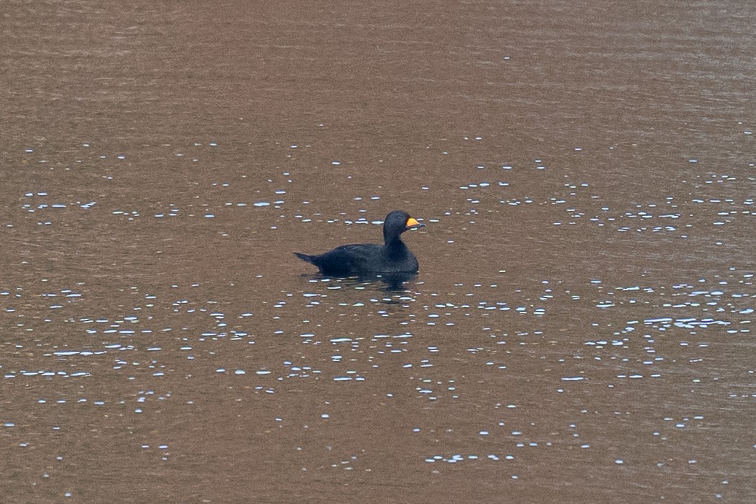 Black Scoter - ML644152877