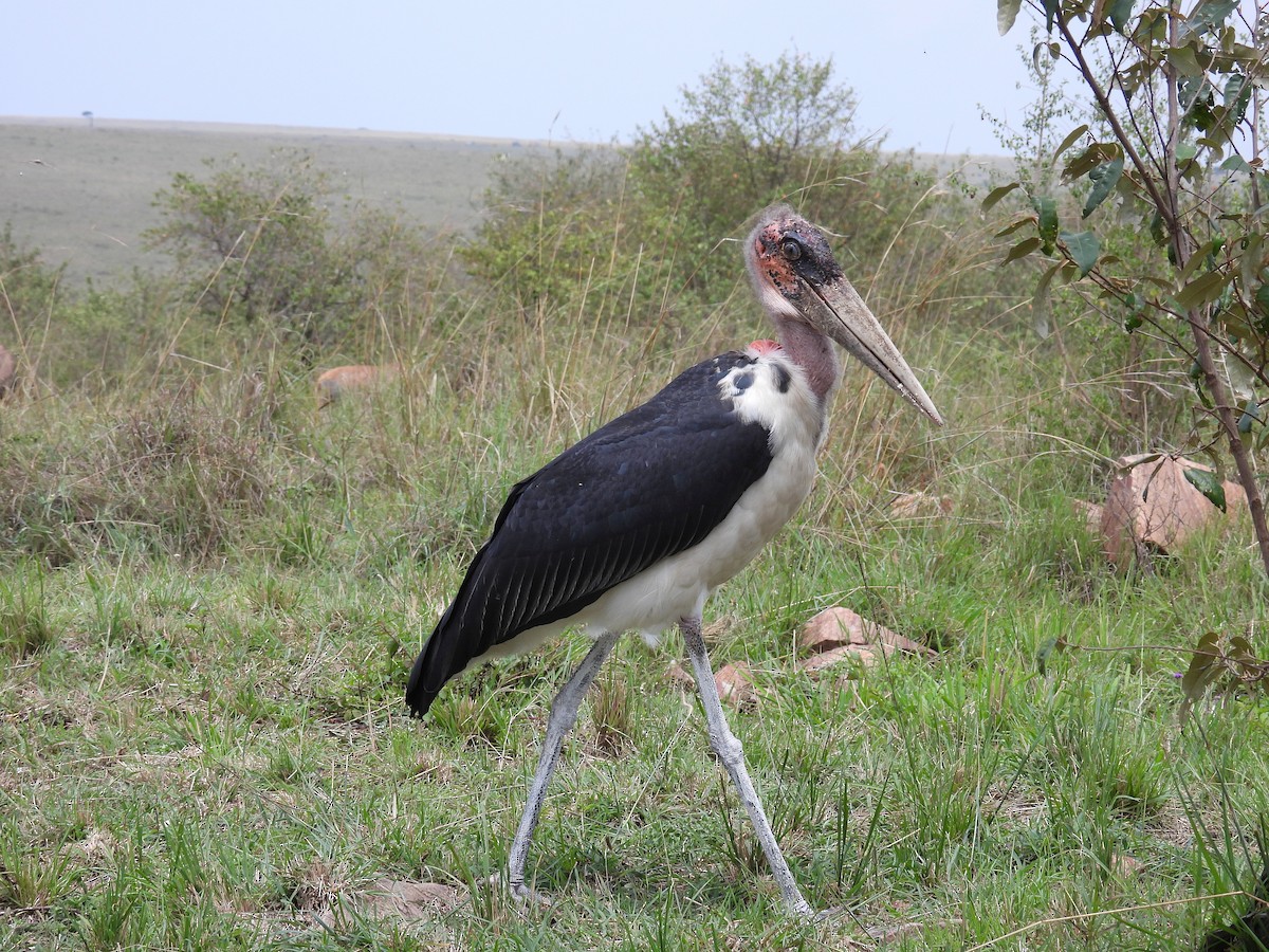 Marabou Stork - ML644152882