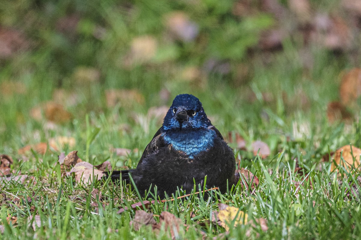 Common Grackle - ML644152883