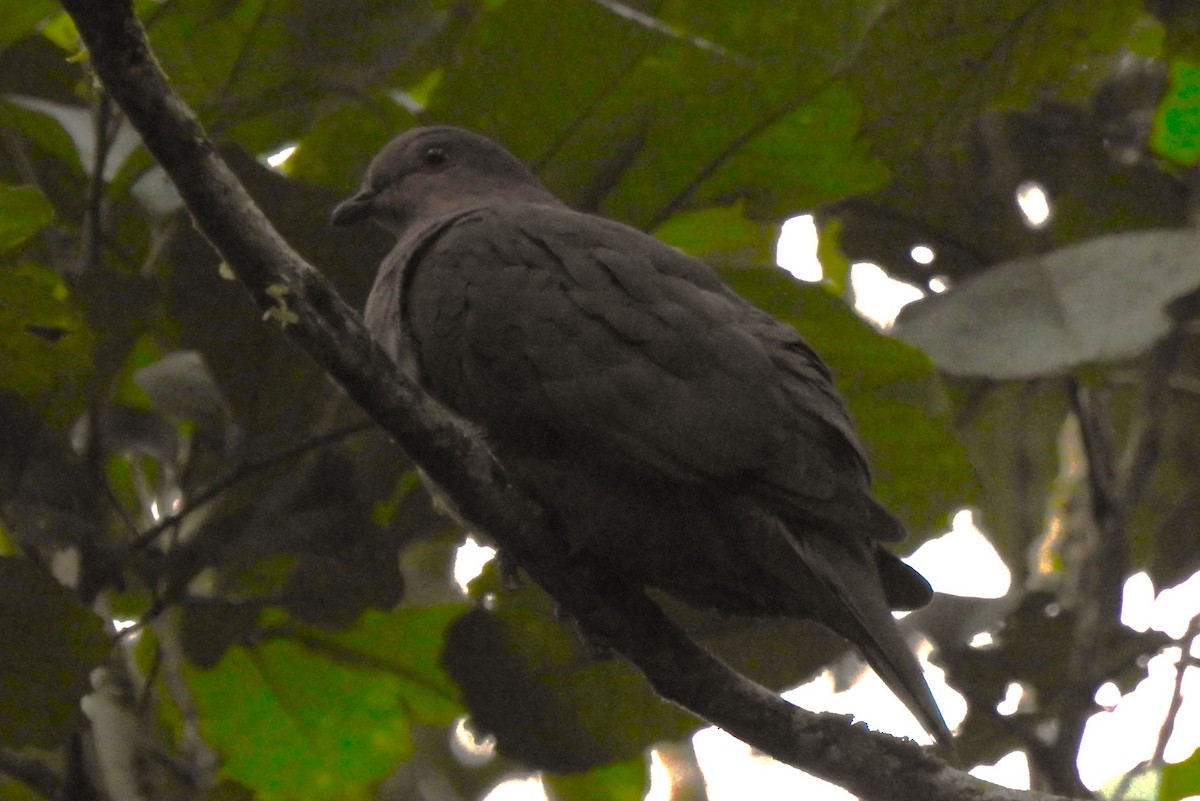 holub krátkozobý - ML644152884